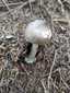 Szürke selyemgomba (Amanita vaginata), Retyezát. Szürkés színű, bordázott szélű kalap